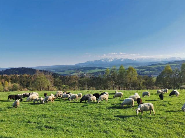 Bacówka Witów - Tradycyjne oscypki i wyjątkowe smaki Tatr Bacówka Witów - Tradycyjne oscypki i wyjątkowe smaki Tatr