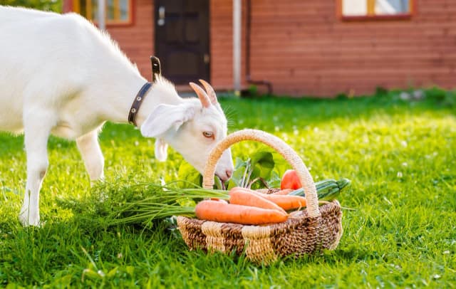 Czy ser kozi ma laktozę? Sprawdź, czy jest bezpieczny dla Ciebie Czy ser kozi ma laktozę? Sprawdź, czy jest bezpieczny dla Ciebie